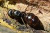 Formica selysi